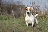 JACK RUSSEL 003